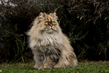 Aufmerksame Katze