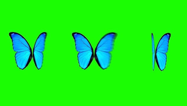 Butterfly Wings Moving in Different Speed on a Green Screen Background