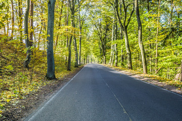 Avenue of trees in autumn. Beautiful road. Background. Sunlight. Nature. Poland.
