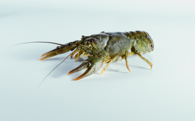 Crayfish on a white background