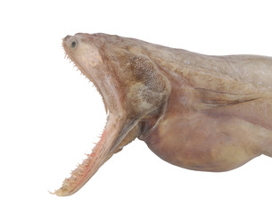 Bombay duck fish isolated on white background, Harpadon nehereus