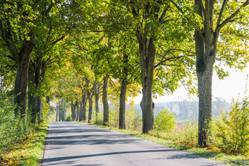 Obraz premium Avenue of trees in autumn. Beautiful road. Background. Sunlight. Nature. Poland. 