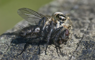 Eine Springspinne und ihr Opfer