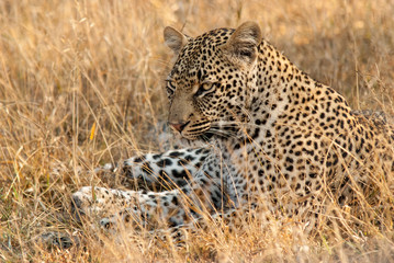 Resting leopard Landscape, Sabi Sand Game Reserve, South Africa