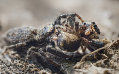 Spinne