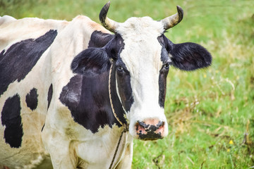 Cow On Green Grass Field