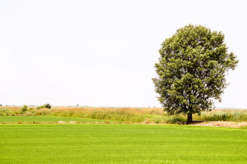 Fototapeta na wymiar Lonely Tree In A Green Field Landscape