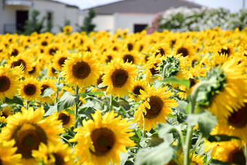 Sunflowers Field Farming