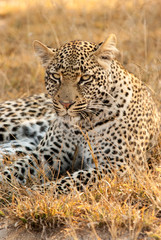 Naklejka premium Resting Leopard Portrait, Sabi Sands Game Reserve, South Africa