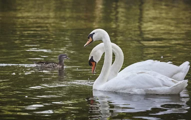 Vlies Fototapete Schwan Pair of white mute swans (Cygnus Olor) floating on a lake. White swans pairing ritual. Graceful white mute swans duo swimming on lake.