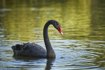 Fototapeta premium Graceful black swan (Cygnus atratus) male with long S curved neck.