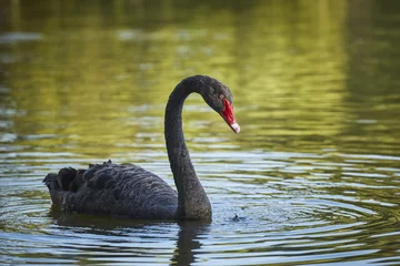 Door stickers Swan Graceful black swan (Cygnus atratus) male with long S curved neck.