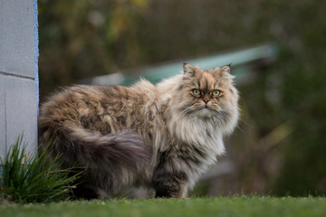 Aufmerksame Katze