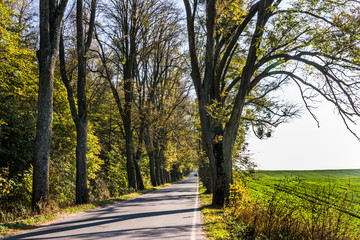 Avenue of trees in autumn. Beautiful road. Background. Sunlight. Nature. Poland.

