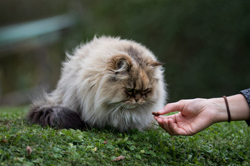 Aufmerksame Katze