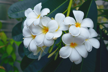 Fototapeta na wymiar white plumeria flower branch on the tree. (plumeria, frangipani)