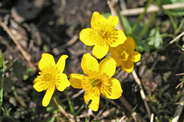 Caltha palustris (marsh-marigold or kingcup) flowers