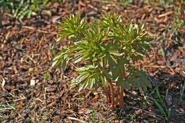 Peony Red Charm bush