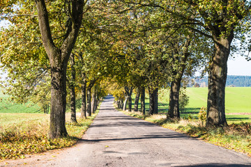 Naklejka premium Avenue of trees in autumn. Beautiful road. Background. Sunlight. Nature. Poland. 