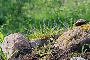 Polygala amarella (Polygala amara) known as dwarf milkwort