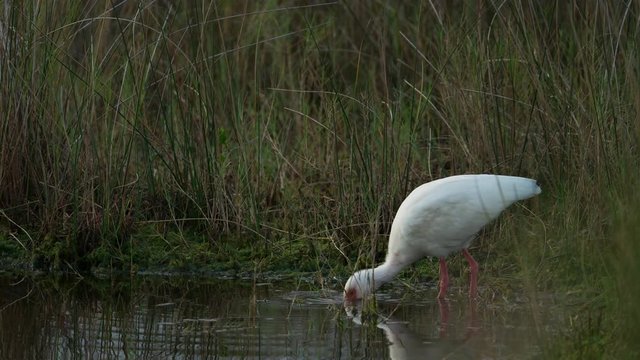 White ibis feeding in wetland