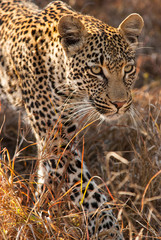 Female leopard on move, Sabi Sands Game Reserve, South Africa