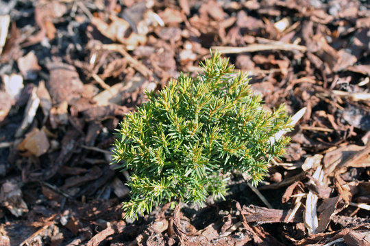 Small Thuja Occidentalis Teddy In The Garden