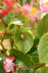 Snail eats Begonia semperflorens leaf 