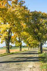 Fototapeta na wymiar Avenue of trees in autumn. Beautiful road. Background. Sunlight. Nature. Poland. 