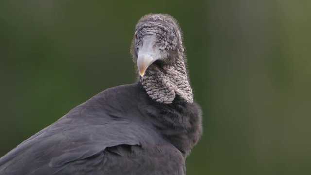 Close up of black vulture