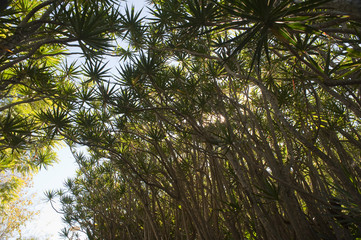 Tropical branches with green foliage