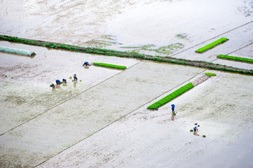 Amazing panorama view of rice fields with working farmers at foggy morning. Ninh Binh, Vietnam travel landscapes and destinations