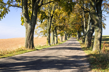 Avenue of trees in autumn. Beautiful road. Background. Sunlight. Nature. Poland.
