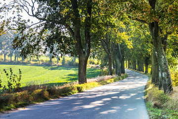Avenue of trees in autumn. Beautiful road. Background. Sunlight. Nature. Poland.
