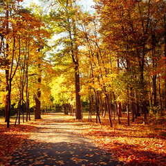 Sunny day in outdoor park with colorful autumn trees and pathway. Amazing bright colors of autumn nature landscape