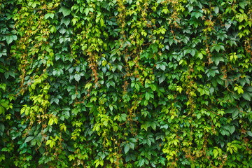 Texture consists of green leaves of grape