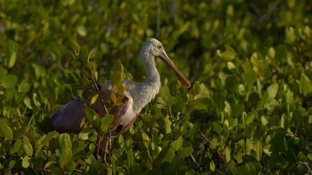 Close up of roseate spoonbill perching on tree
