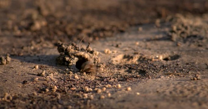 Close up of fiddler crab