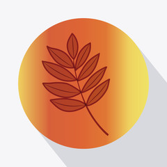 Leaf inside circle icon. Autumn season floral garden and nature theme. Colorful design. Vector illustration