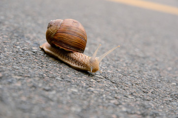 Close-up of the snail on the asphalt sidewalk