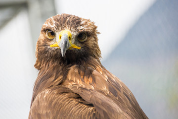 Eagle´s look