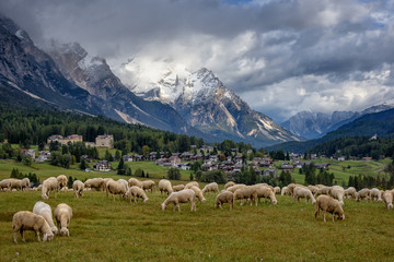 Obraz premium Sheep grazing near Cortina d'Ampezzo in the Dolomites, Italy