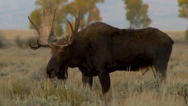 Large male bull moose at Grand Teton National Park