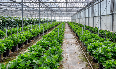 Young hydrangea plants in a cut flower nursery of hydrangeas