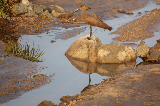 Hamerkop, Scopus Umbretta, At Top Of Stone