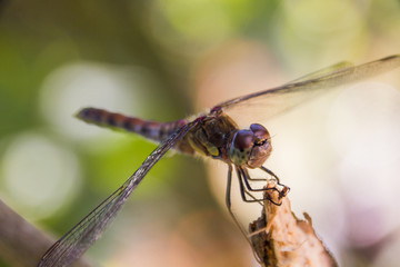Dragonfly