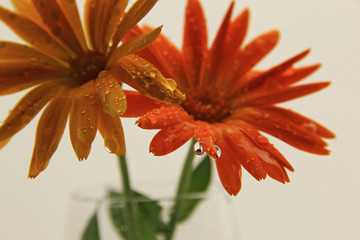 Par de margaritas, anaranjada y amarillenta, con gotas y reflejos