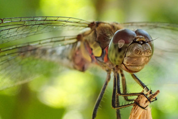Dragonfly