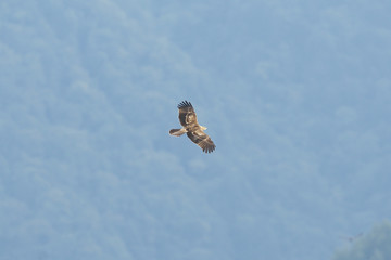 ハチクマ(honey buzzard)