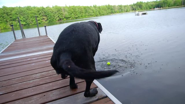 Tracking shot of Black Labrador jumping into lake to fetch ball